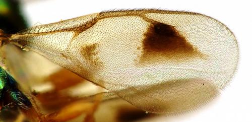 Rhopalicus tutela